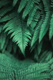 畅享免费看片，海量影视资源随心看