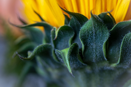 粉色情人：浪漫与甜蜜交织的爱情故事