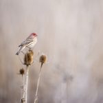 第九区2在线观看免费版:探索外星生物与人类的惊险冒险之旅 971zd76hxc
