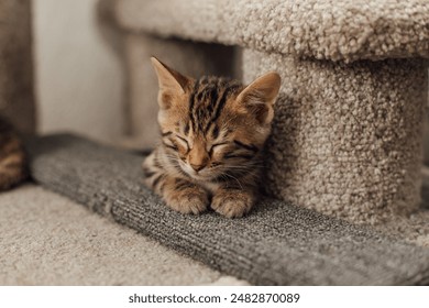 精准狙击手：战场上的隐秘英雄与心理战术