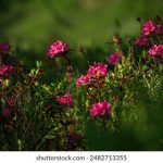 畅享免费看动漫画的最佳网站推荐与使用技巧 oolmd8lc0n