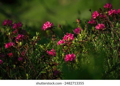 畅享免费看动漫画的最佳网站推荐与使用技巧