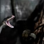 精选漫猫动漫素材推荐:让你的创作更出彩 qrj3ae6