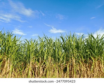 畅享免费漫画在线阅读，尽情探索精彩漫画世界